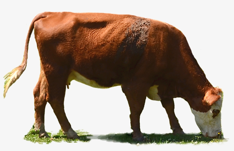Image - Dairy Cattle, transparent png