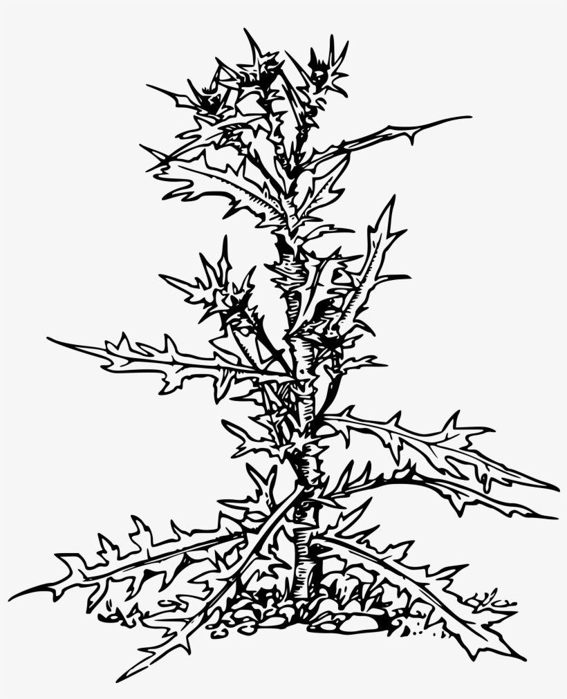 Thistle Png, transparent png