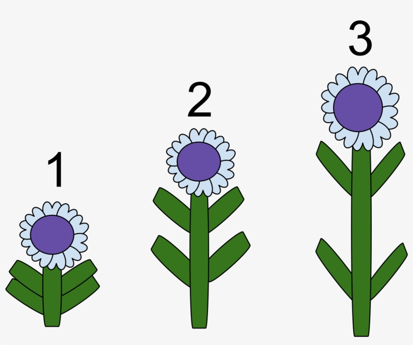 Gibberellins Definition Biology, transparent png