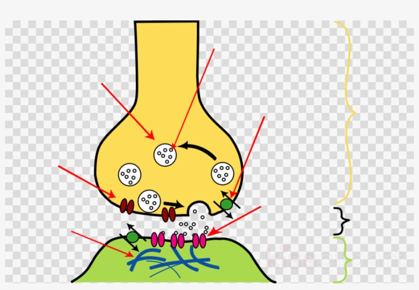 Transmitters Of Impulses Clipart Neuron Action Potential, transparent png