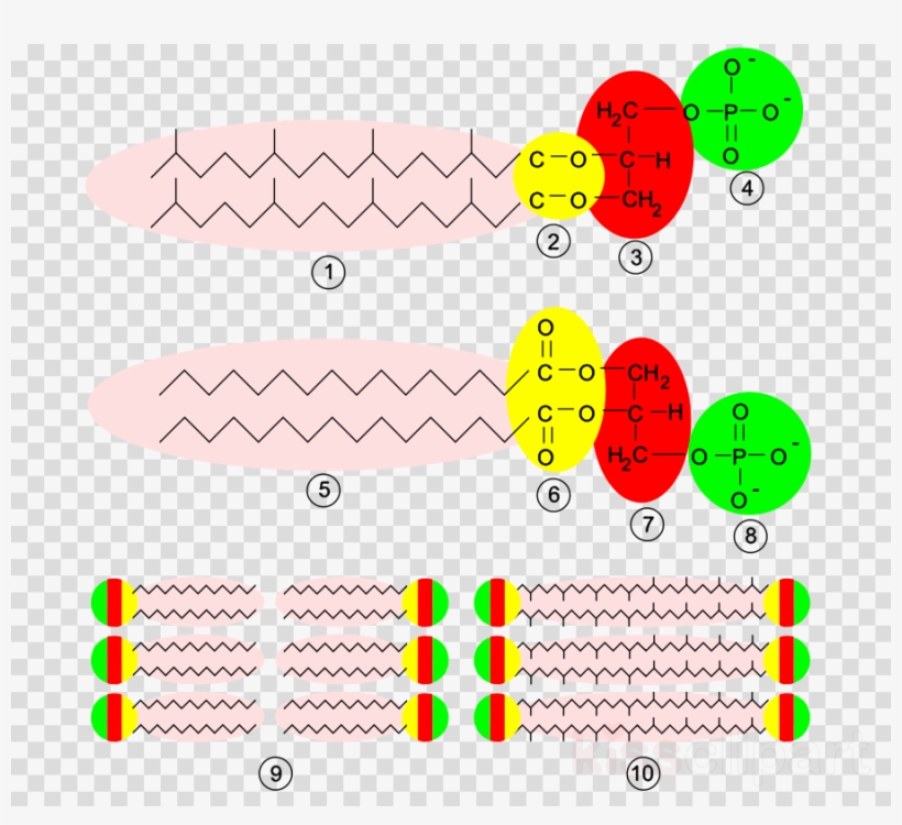 Archaea Membrane Clipart Archaeans Biological Membrane, transparent png