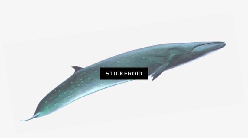 Sei Whale, transparent png