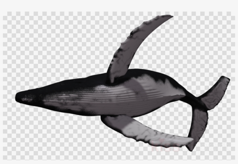 Flying Whale Png Clipart Humpback Whale Clip Art, transparent png