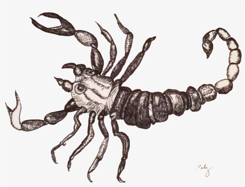 Cross-hatch Scorpion Sketch, transparent png
