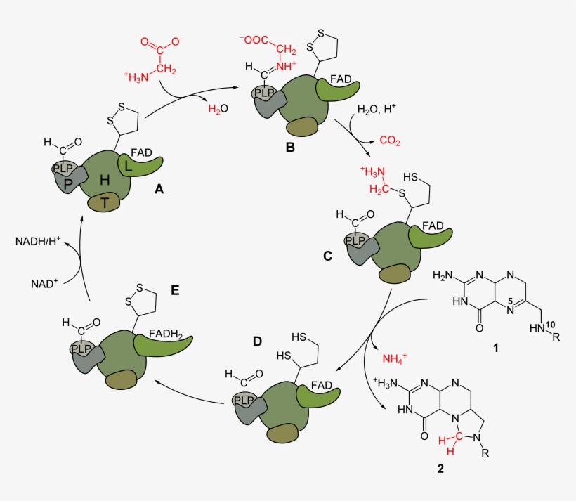 Glycine Cleavage, transparent png
