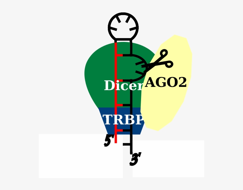 3' Arm Of Pre-mirna Cleavage In Homo Sapiens, transparent png