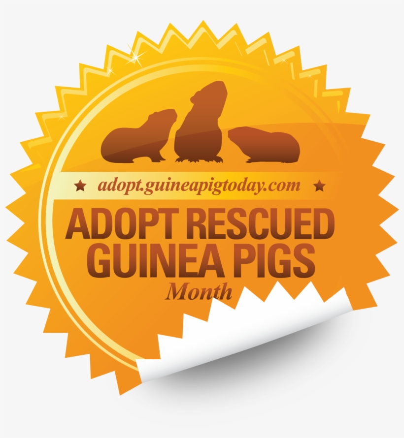 Adopt Rescued Guinea Pigs Month, transparent png