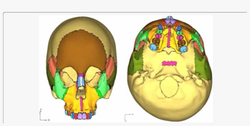 Geometric Model Of The Skull, transparent png