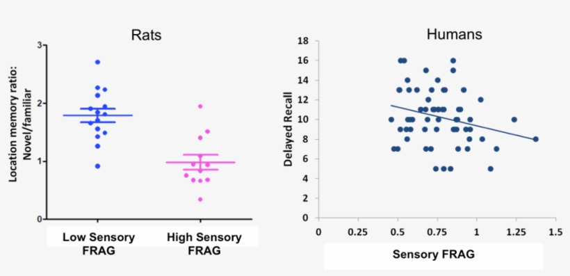 Additionally, Increased Maternal Sensory Frag Predicts, transparent png