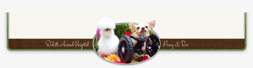 Lesser Dog Png, transparent png