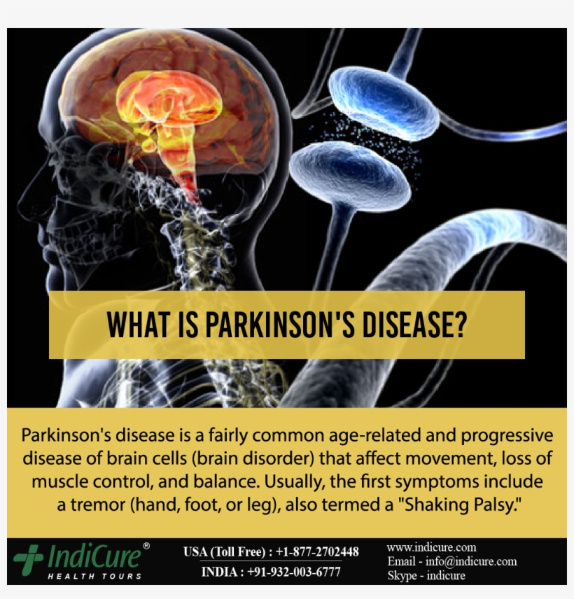 Brain, transparent png
