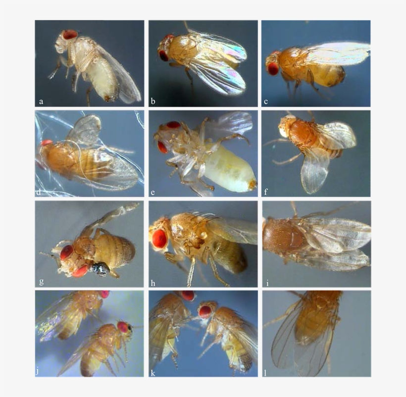 Morphoses In The Offspring Of Conditional Mutants, transparent png
