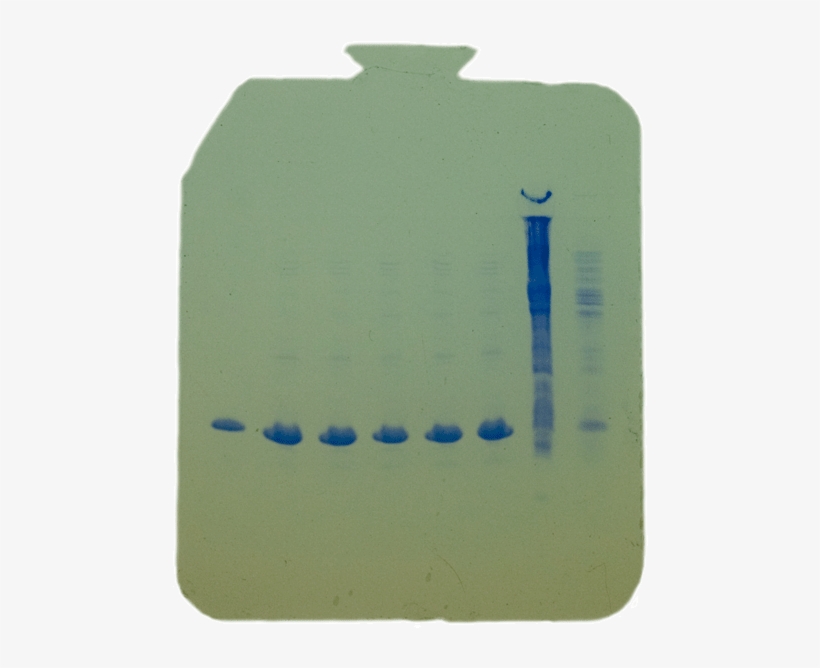 Protein Mut Spin, transparent png