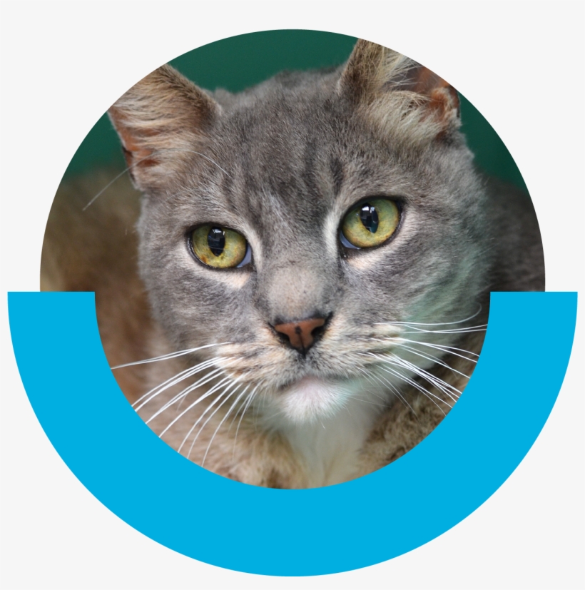 Creaturefeature-caesar, transparent png