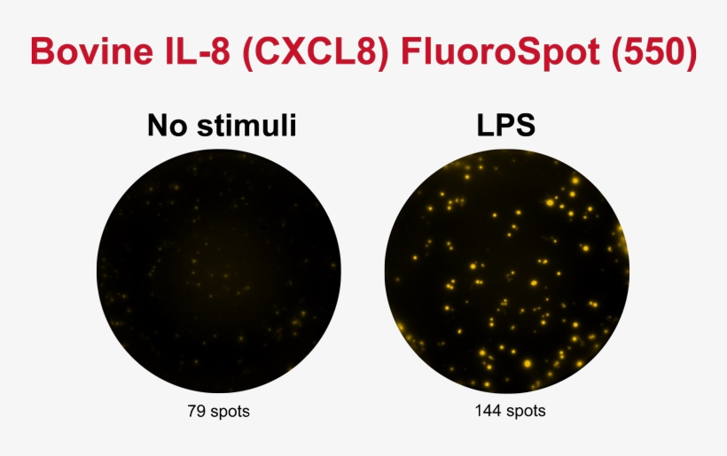 Bovine Il-8 Fluorospot Basic (550), transparent png