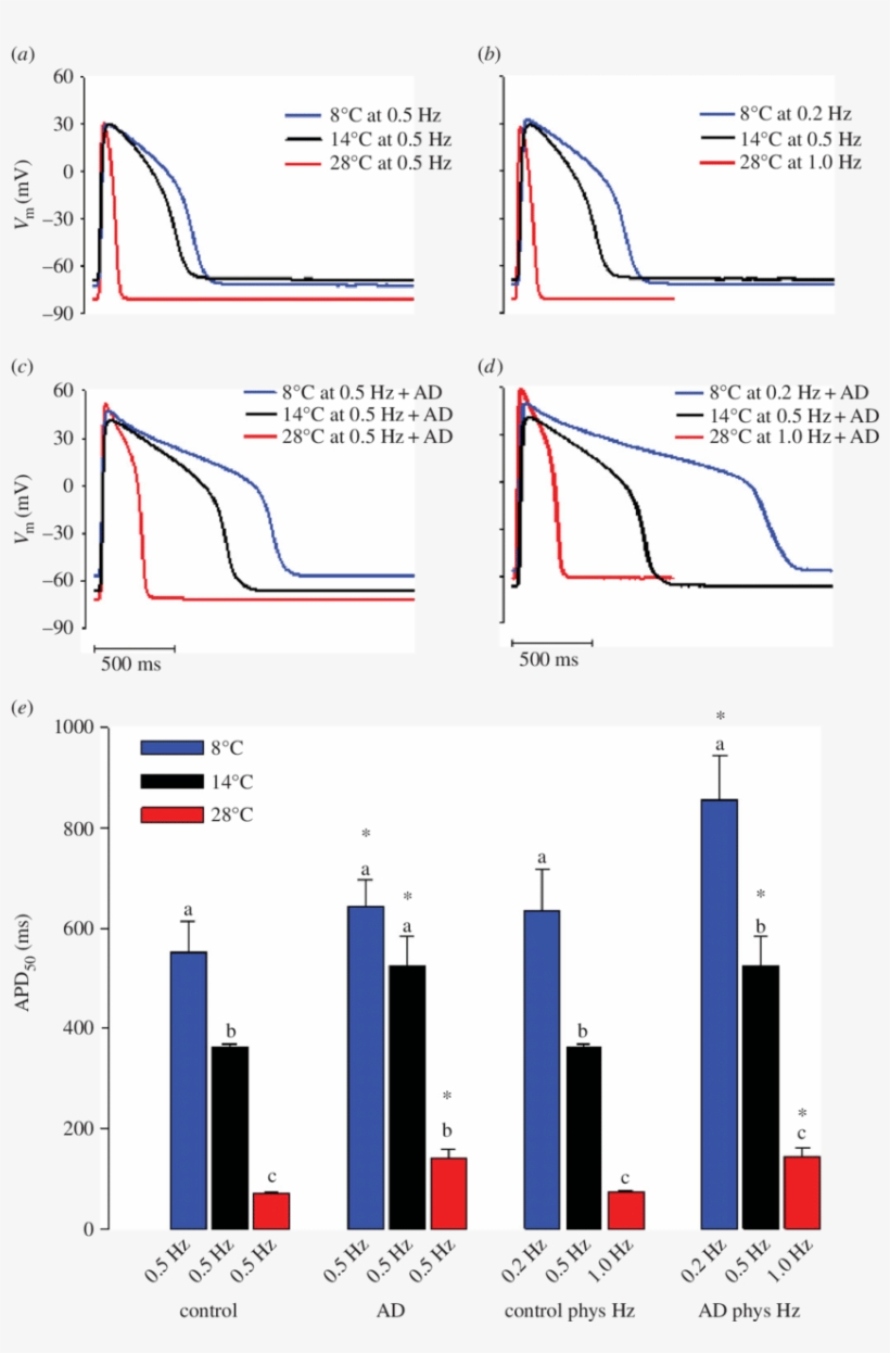 The Effect Of Acute Temperature Change On The Ventricular, transparent png