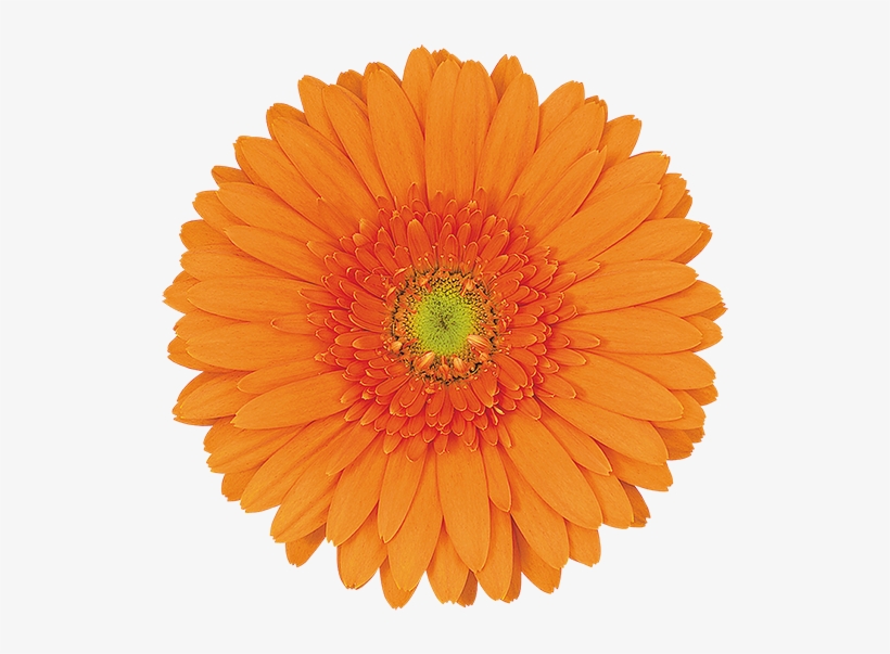 Florist Holland, transparent png