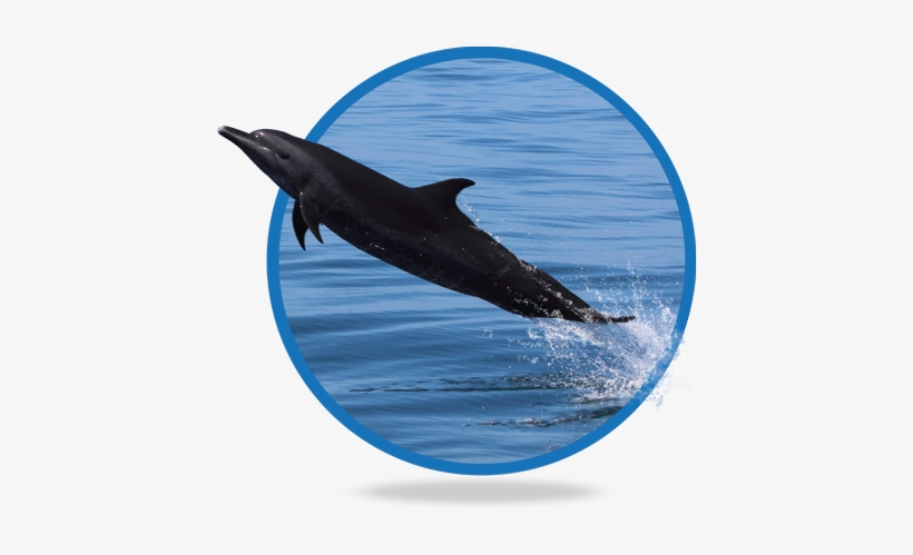 Delfin, transparent png