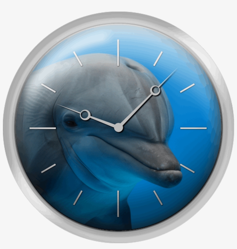 Primer Plano Delfin, transparent png