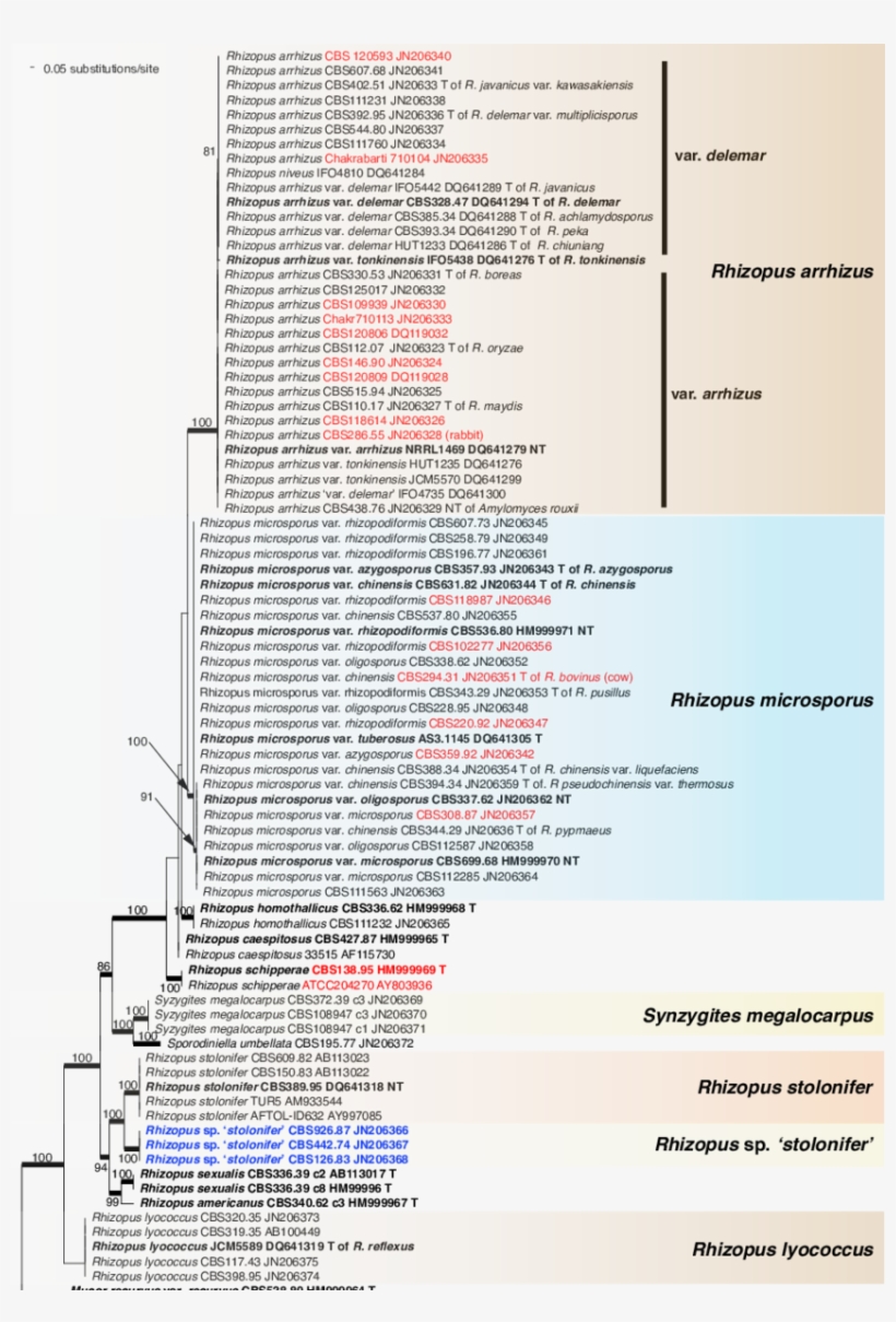 Raxml Phylogram Of The Genus Rhizopus Based On The, transparent png