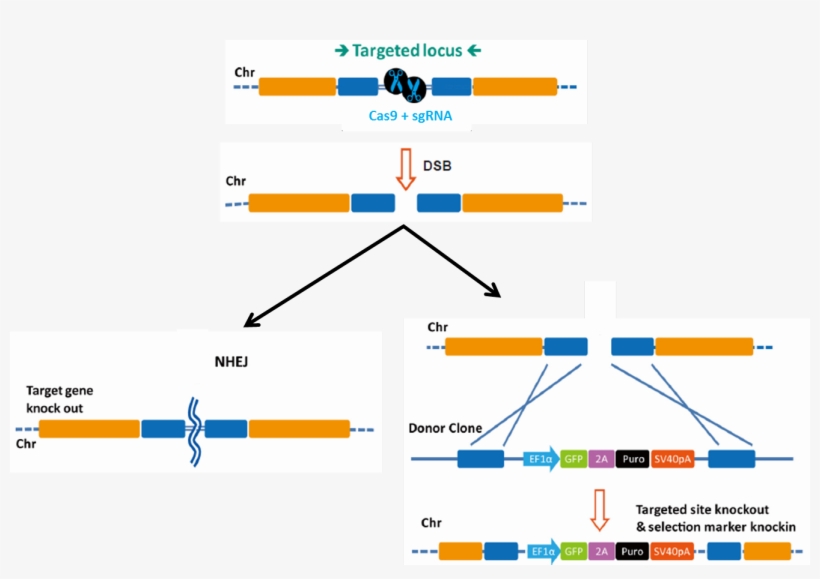 Figure 1 -, transparent png