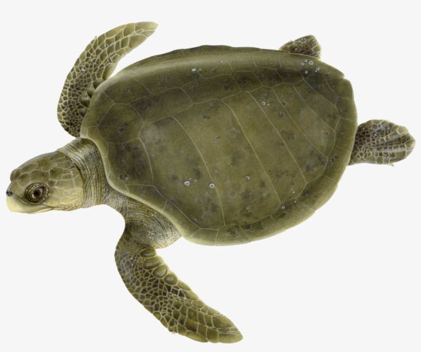 Olive Ridley Sea Turtle, transparent png