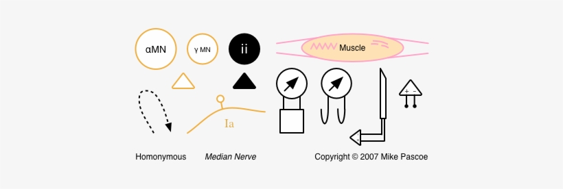 Neural Circuitry, transparent png