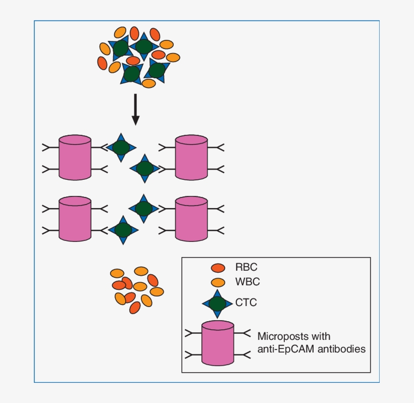 Schematic Representation Of Microfluidic-based Affinity, transparent png