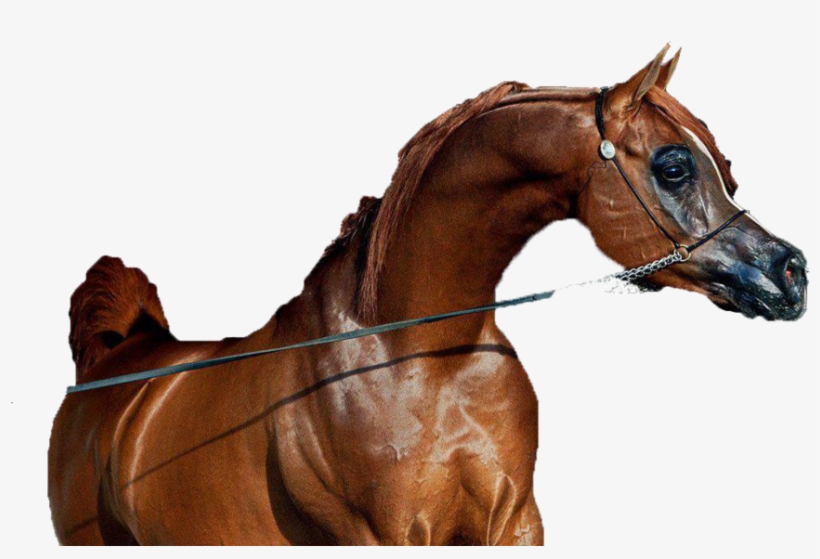 Caballo Png, transparent png