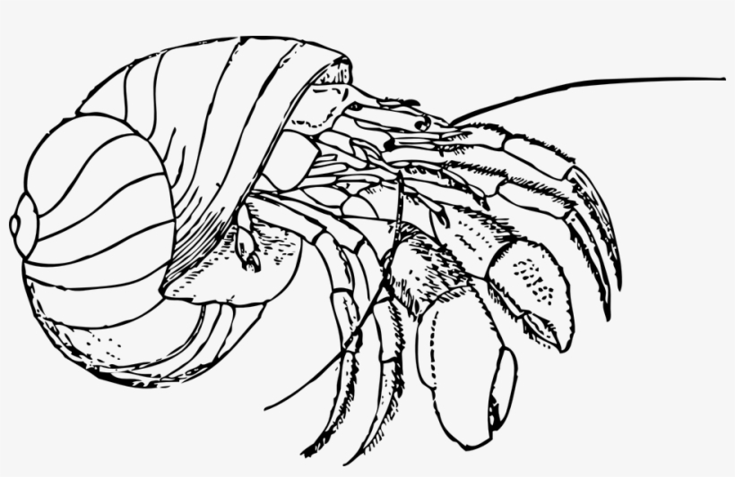 Hermit Crab, Shell, Claws, Pinch, Wild, Wildlife, Pet, transparent png