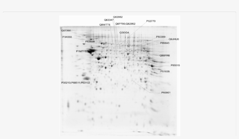 Differential Abundance Of Proteins Of P7 In Comparison, transparent png
