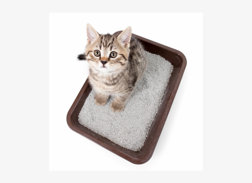 Cómo Elegir El Mejor Arenero Para Tu Gato, transparent png