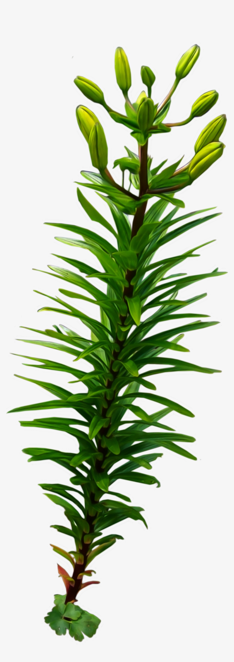Coral Png Pic - Vintiquewise Tree Stump Style Flower Planter With 4, transparent png