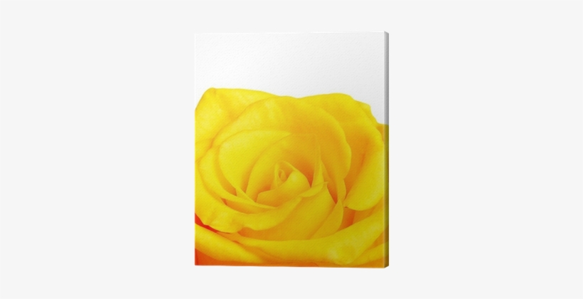 Garden Roses, transparent png