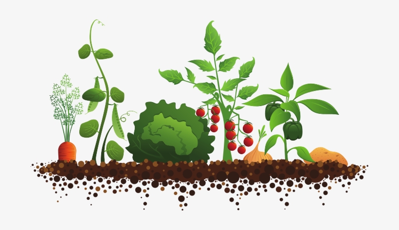 Green Living - Vege Garden Clip Art, transparent png