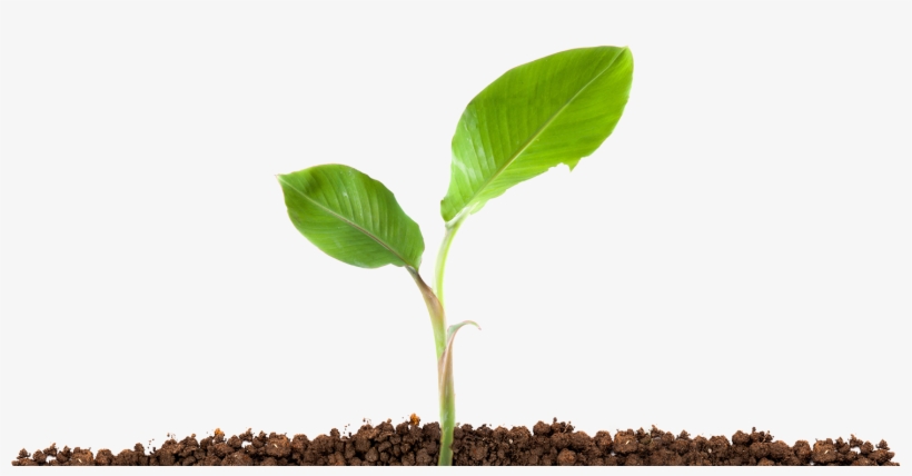 Scroll Down To Get Started > - Plant In Soil Png, transparent png