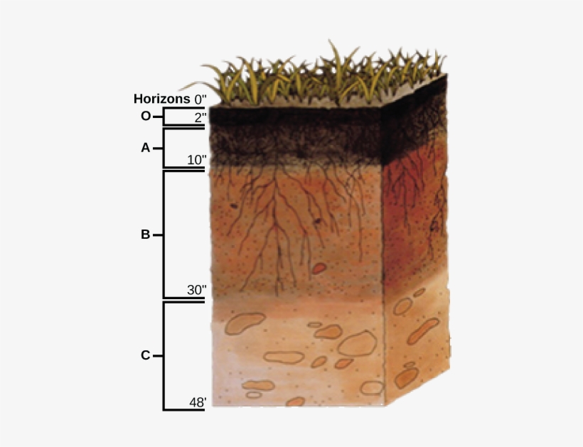 This Soil Profile Shows The Different Soil Layers Found - Soil Profile, transparent png