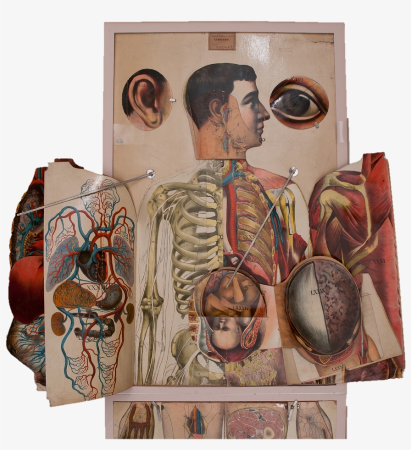 A Life Sized Anatomical Atlas With It's Flaps Or Overlays - 19th Century Anatomy Book, transparent png