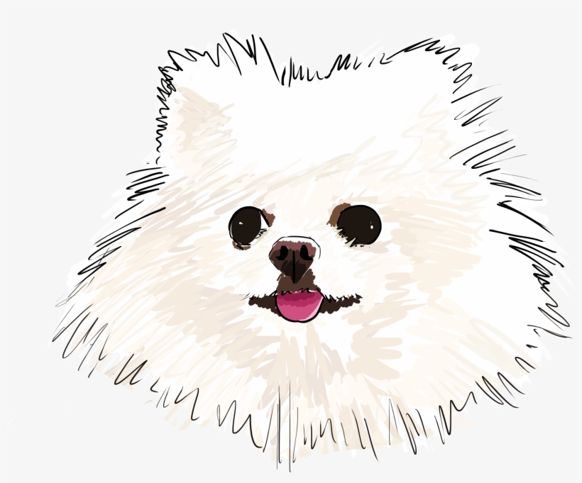 04 Pom - Pomeranian, transparent png