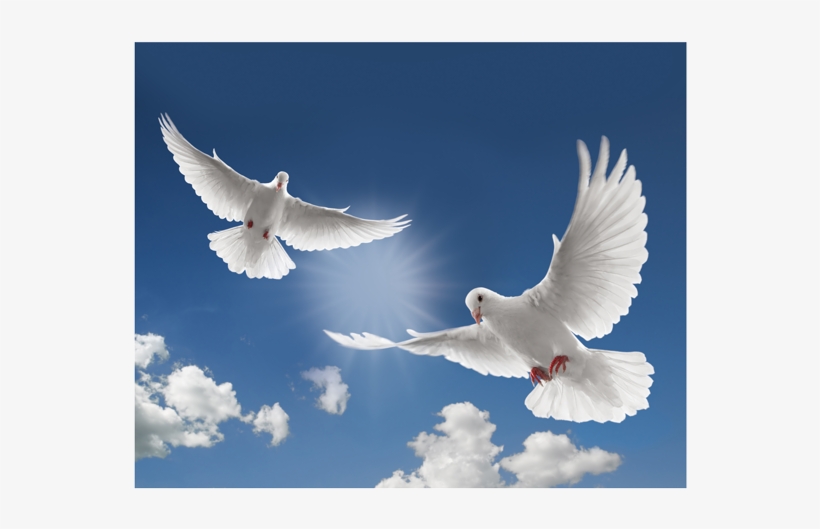 The Release Of Doves At Blanco Cottage - Romans 15 13 Kjv, transparent png