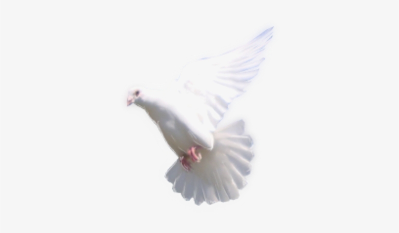 Dove Flying Png Dove - Rock Dove, transparent png