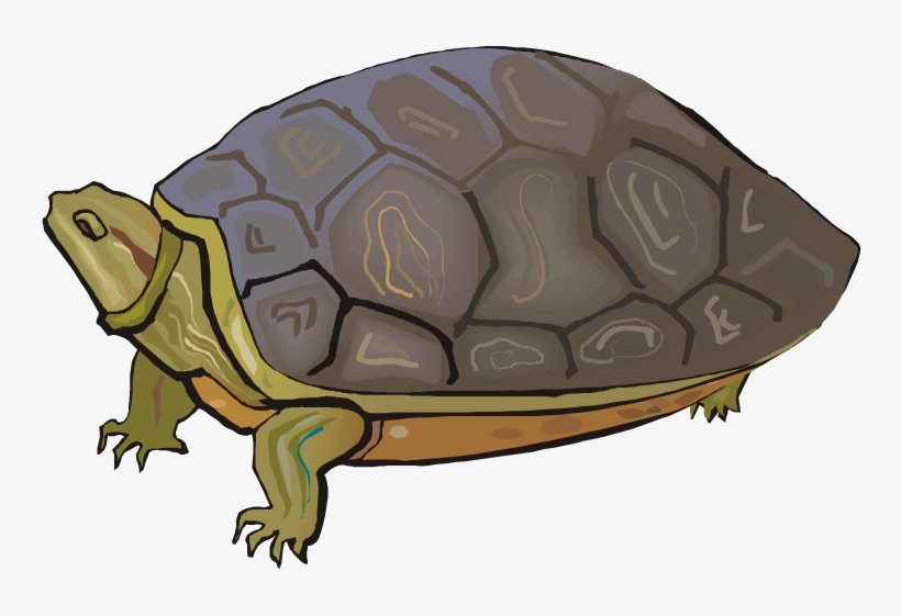 Free Turtle Clipart - Drawing, transparent png