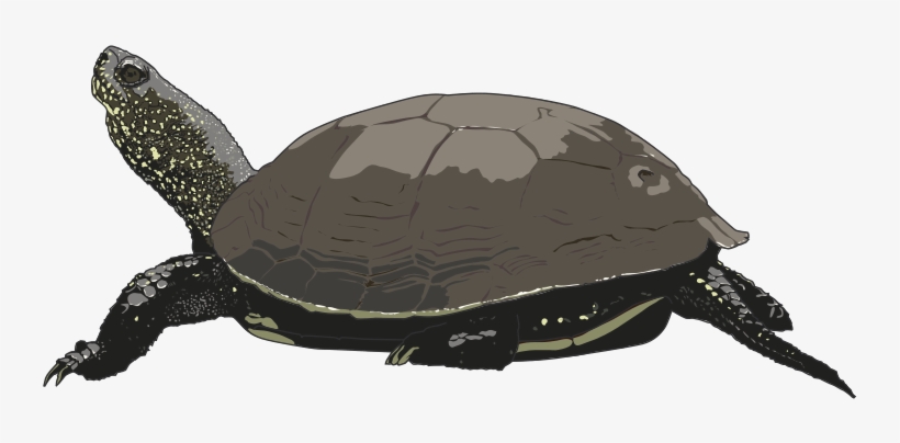 Hawaiian Sea Turtle Clipart Free Images 2 Clipartandscrap - Turtle, transparent png