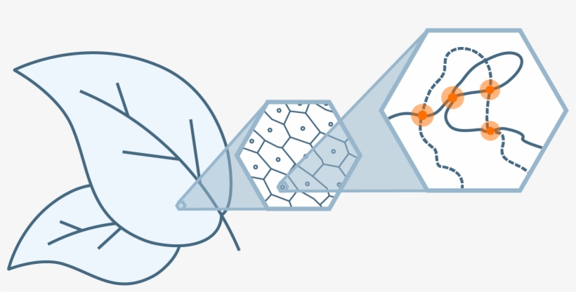 Our Proximo Hi-c Genome Scaffolding Technology Is The, transparent png