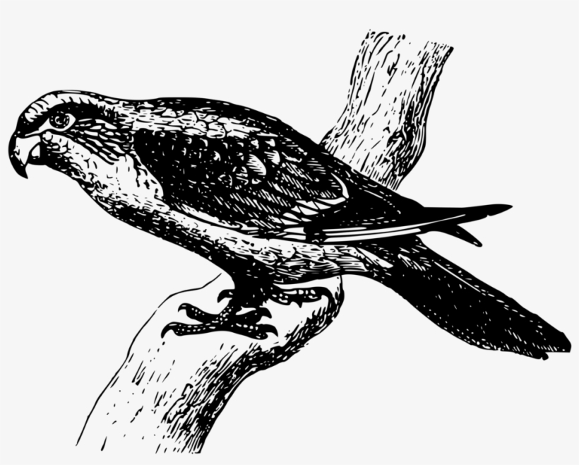 Parrot Bird Hawk Osprey Cuckoos, transparent png