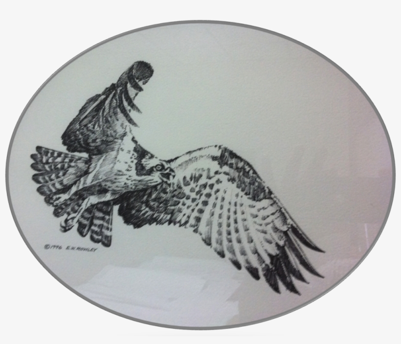 Osprey - 1000x809 PNG Download - PNGkit