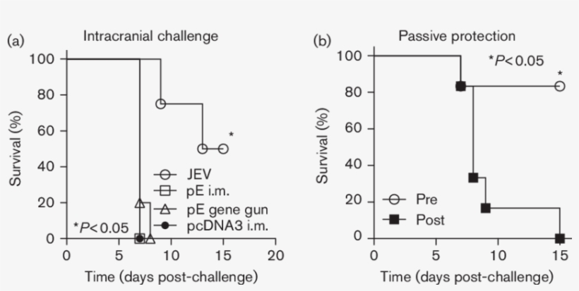 Immunization With Pe Failed To Protect Mice From An, transparent png
