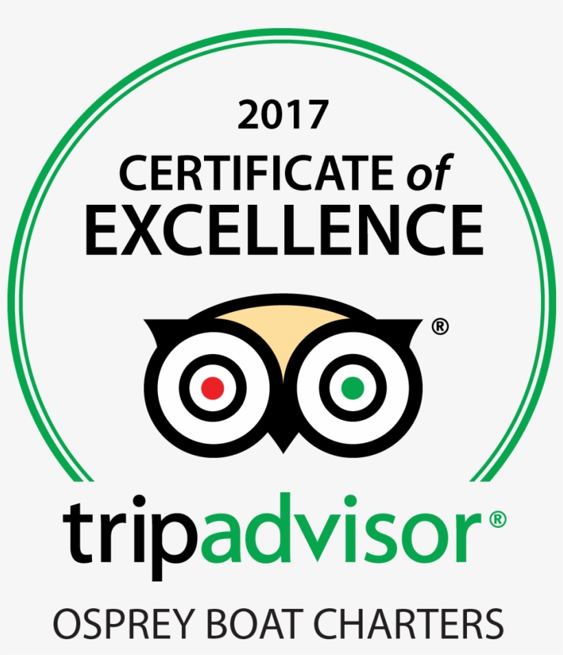 Trip Advisor, transparent png