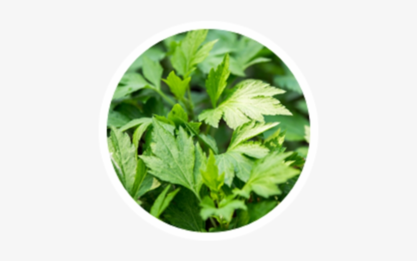 Mugwort, transparent png