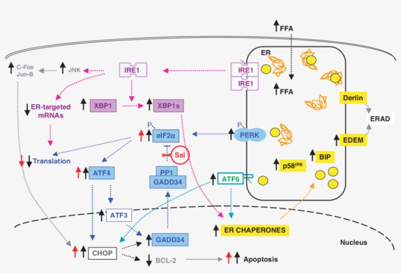 Ffa Induced Er Stress Response In Cells, transparent png